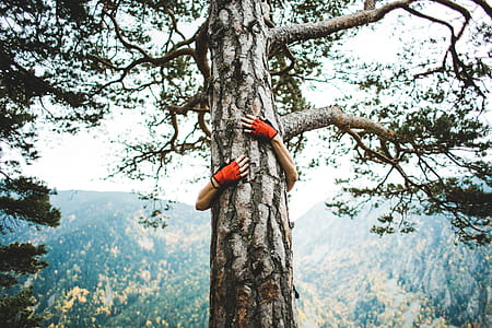 Tree Hugger Photo thumbnail