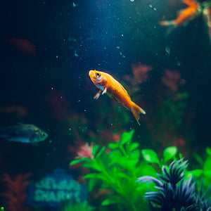 orange fish in tank thumbnail