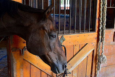 brown horse near brown wooden gate thumbnail