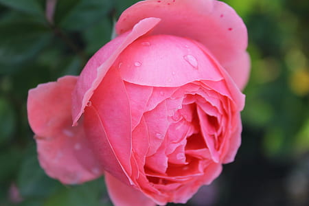 selective focus photograph of pink rose thumbnail
