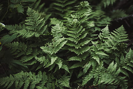 green leafed plants thumbnail