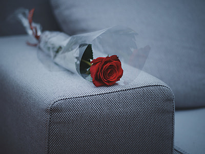 red rose on gray sofa thumbnail