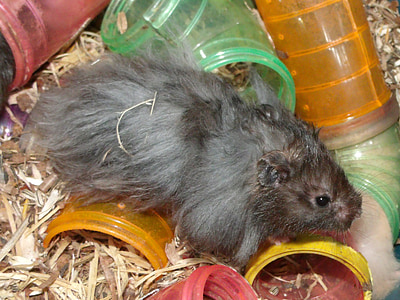 gray and black rodent surrounded by tunnel thumbnail