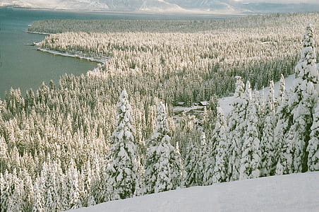 snow cover trees near body of water thumbnail