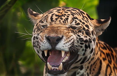 jaguar gnarling in tilt shift lens shot thumbnail