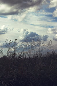 Sky & thicket thumbnail