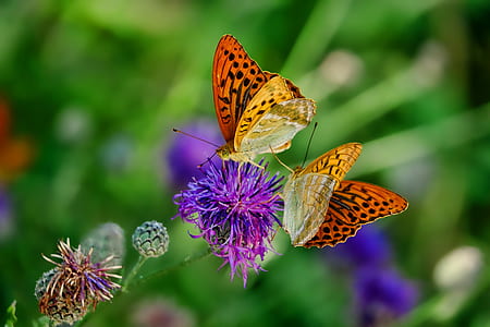 focus photo of two butterflies on purple clustered flower thumbnail