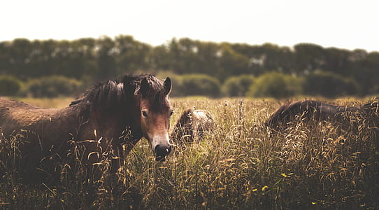 horses standing on grass field thumbnail