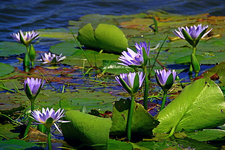 purple petal flowers on body of water thumbnail