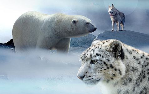 white Polar bear , white tiger and wolf photo thumbnail