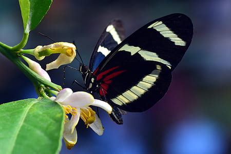 selective focus photography of zebra longwing butterfly perched on white petaled flower thumbnail
