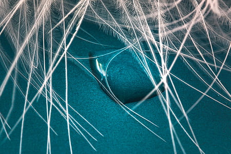 feather, drip, close, macro, background, drop of water thumbnail