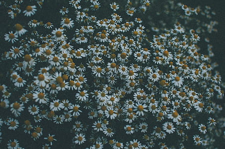 white and orange flowers thumbnail