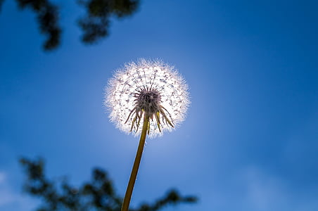 low angle photo of dandelion flower under blue sky at daytime thumbnail