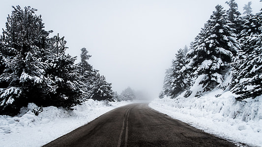 grayscale photo of a concrete road between trees covered in snow during winter thumbnail