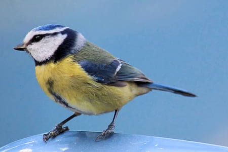 close-up photography of yellow, green, and black bird thumbnail