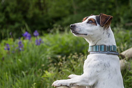 adult white and brown fox terrier near green grass thumbnail