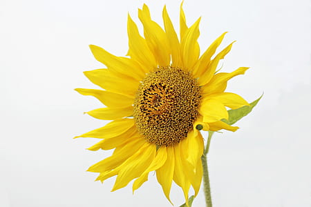 yellow sunflower thumbnail