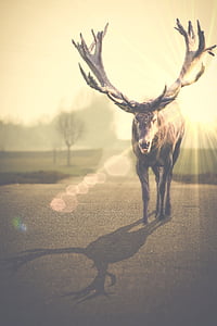 brown reindeer in shallow focus photography thumbnail