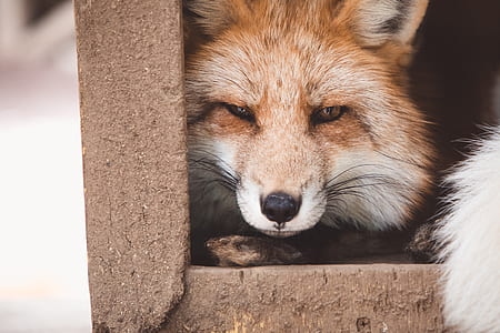 brown fox near brown concrete frame thumbnail