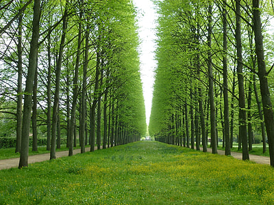 green grass field between tall trees thumbnail