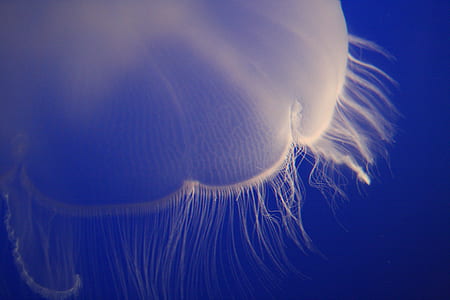 selective focus photo of white jelly fish thumbnail