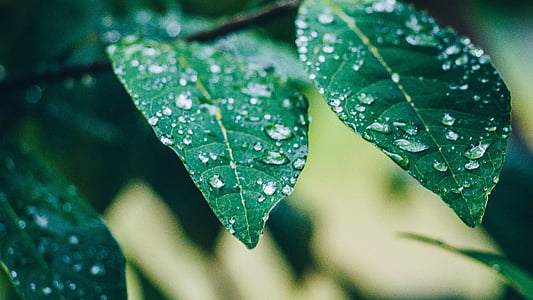 water droplets on leaves thumbnail