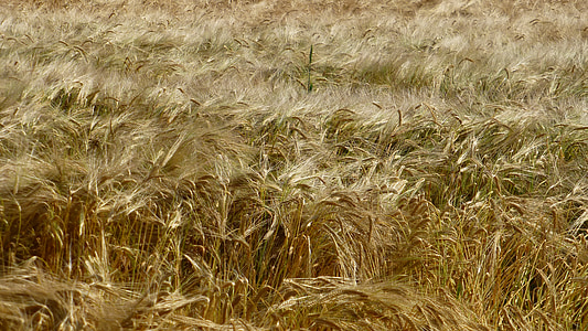 green grass thumbnail