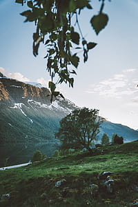 green tree near mountain at daytime thumbnail