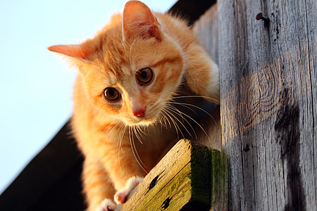 orange tabby cat on wood thumbnail
