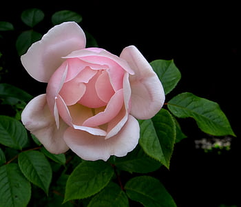 close-up photo of pink rose thumbnail