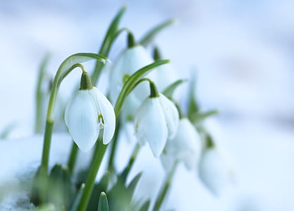 white snow drop flowers in bloom thumbnail