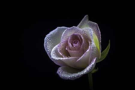 closeup photography of pink artificial rose thumbnail