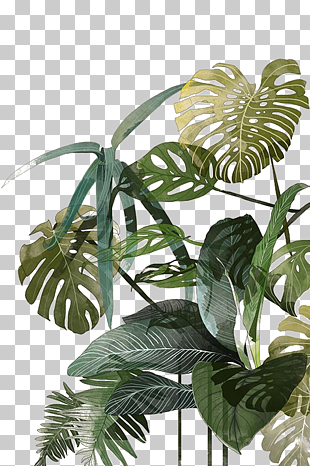 Botanical illustration Drawing Watercolor painting Tropics Illustration, Palm leaf, green leafed plant PNG clipart