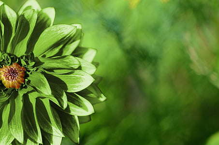 green cluster petaled flower in close-up photography thumbnail