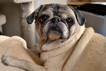 adult fawn pug lying on beige terrycloth thumbnail