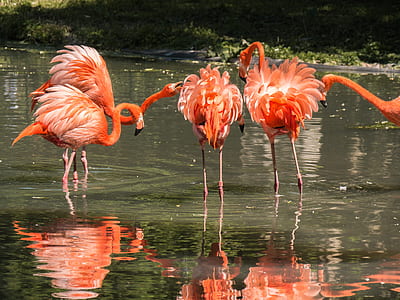 five orange flamingos soak in calm body of water thumbnail