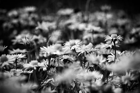 photography of daisy flowers thumbnail