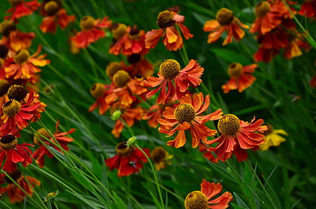 depth photography of red petaled flowers thumbnail