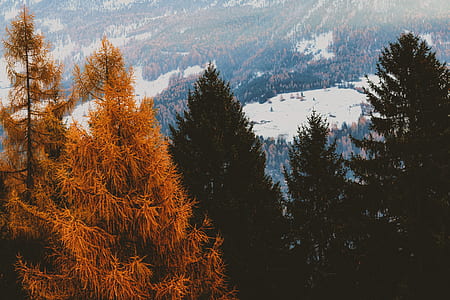 orange pine tree photograph thumbnail