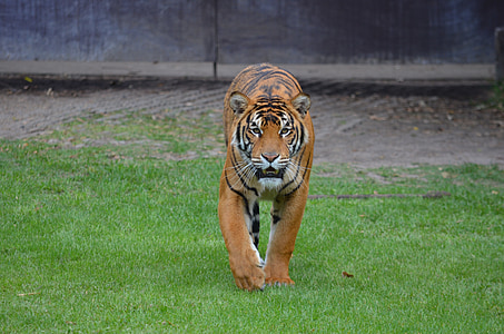 Bengal tiger stands on grass lawn thumbnail