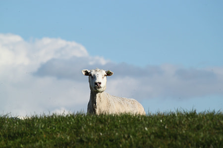 sheep on top of green grass field thumbnail
