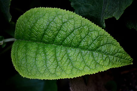 green leaf thumbnail
