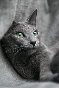 grey cat thumbnail
