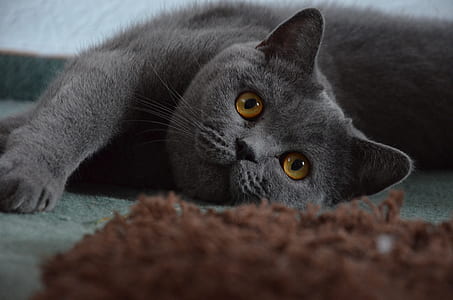 short-fur grey cat laying on floor thumbnail
