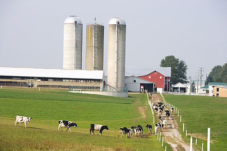 cows walking on brown pathway thumbnail