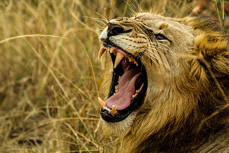 roaring lion selective focus photography thumbnail