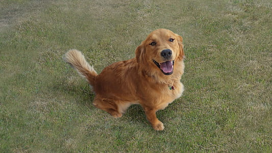 adult golden retriever sitting on green grass field thumbnail