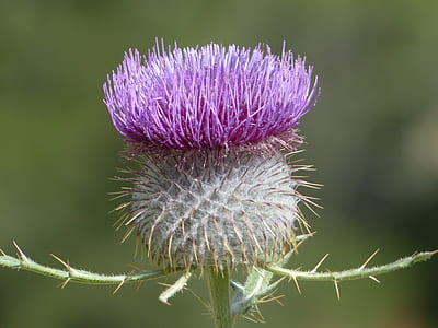 selective focus photograph of thistle thumbnail