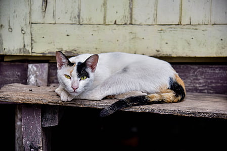 calico cat reclining on staircase thumbnail